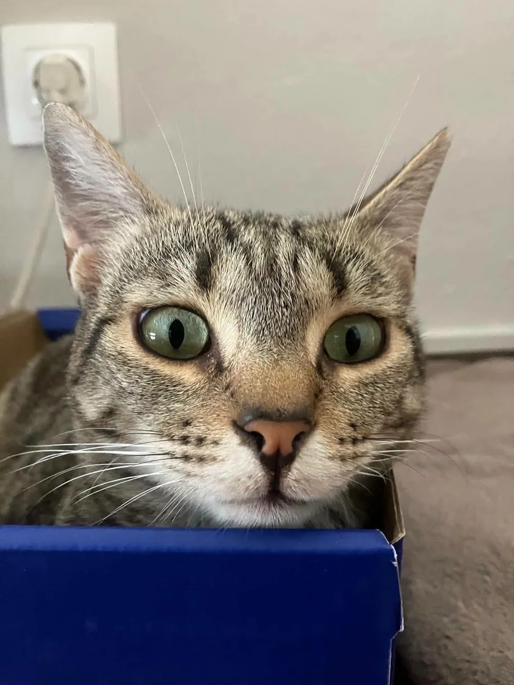 Paprika resting