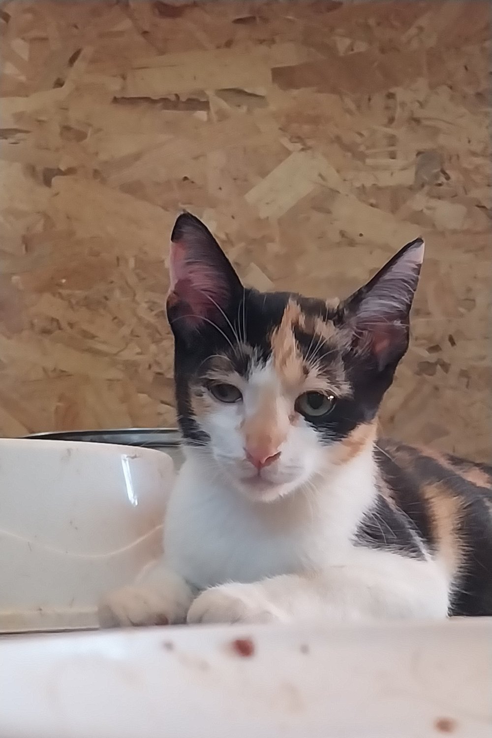Mira, a three-legged rescue cat on Corfu