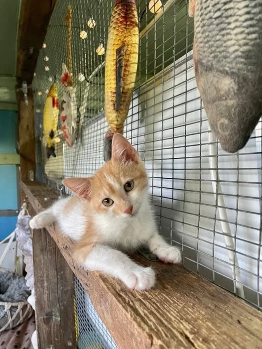 Kiri, a young rescue cat from Corfu