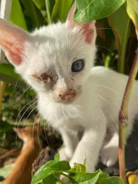 Stray cat in Corfu with a visible eye infection requiring veterinary attention