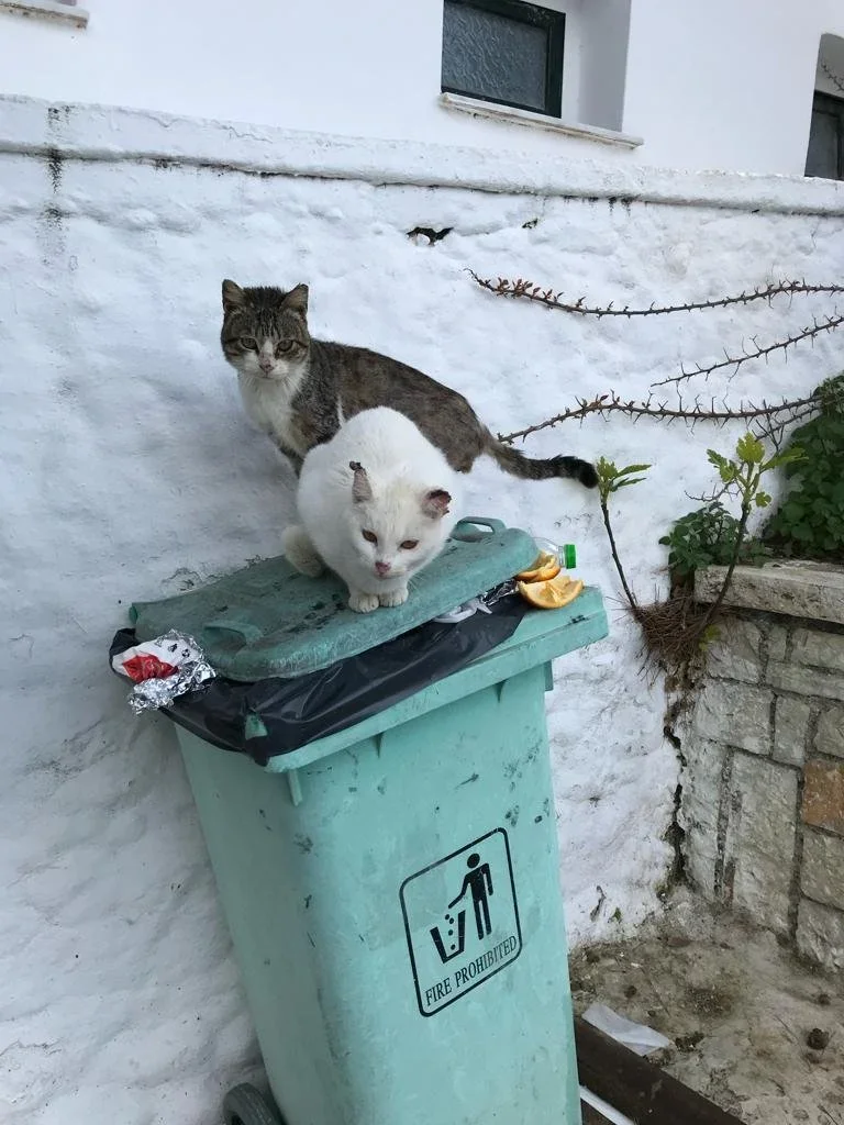 Stray cats gathering near rubbish bins in Corfu