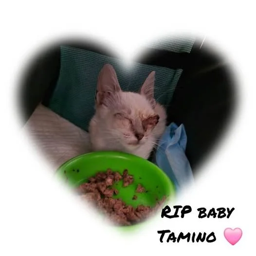 In loving memory of baby Tamino