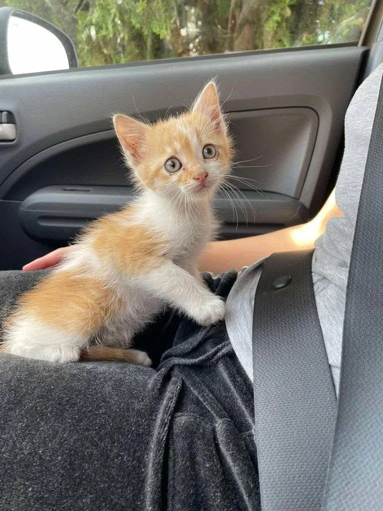 Kiri as a kitten, on the way to safety