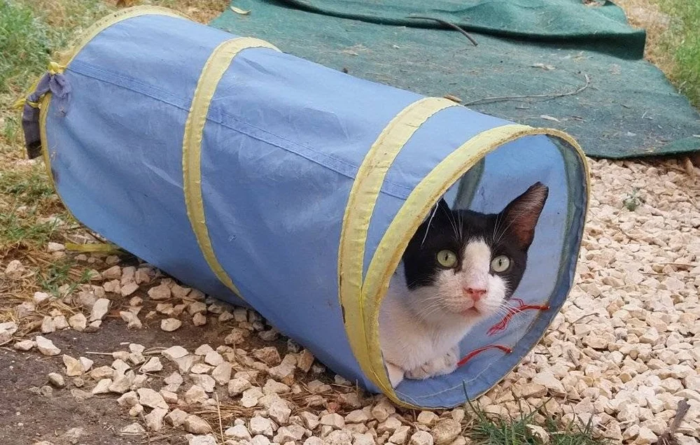 Tom Tom in the sunshine at the shelter