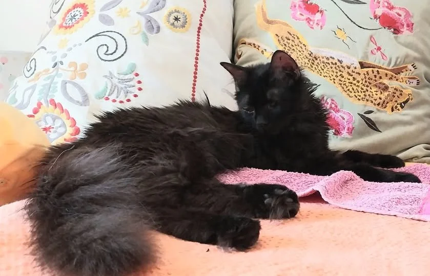 Nemo, our blind rescue cat, heading to a new home in the Netherlands