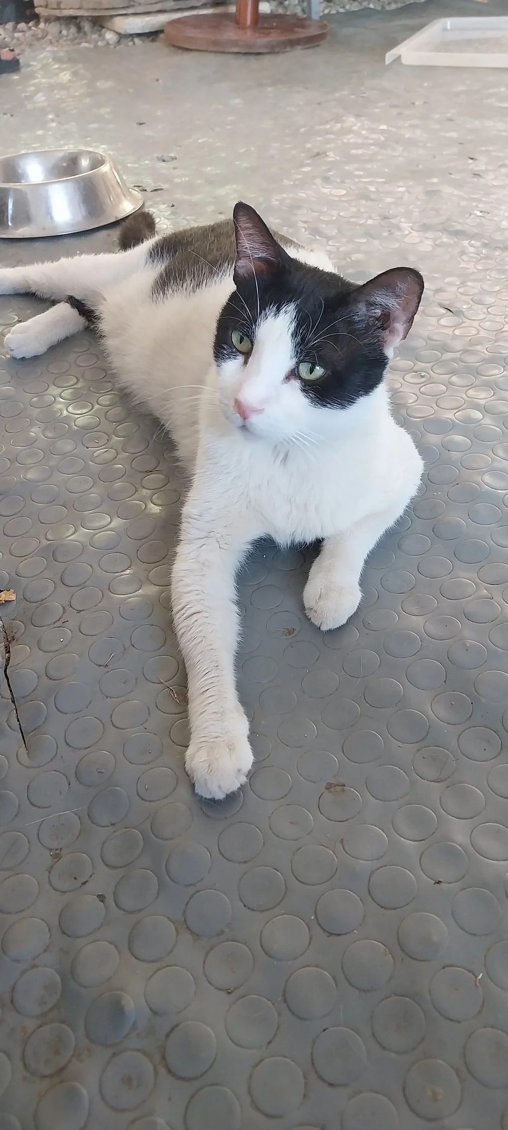 Apolonas, a black and white rescue cat in Corfu