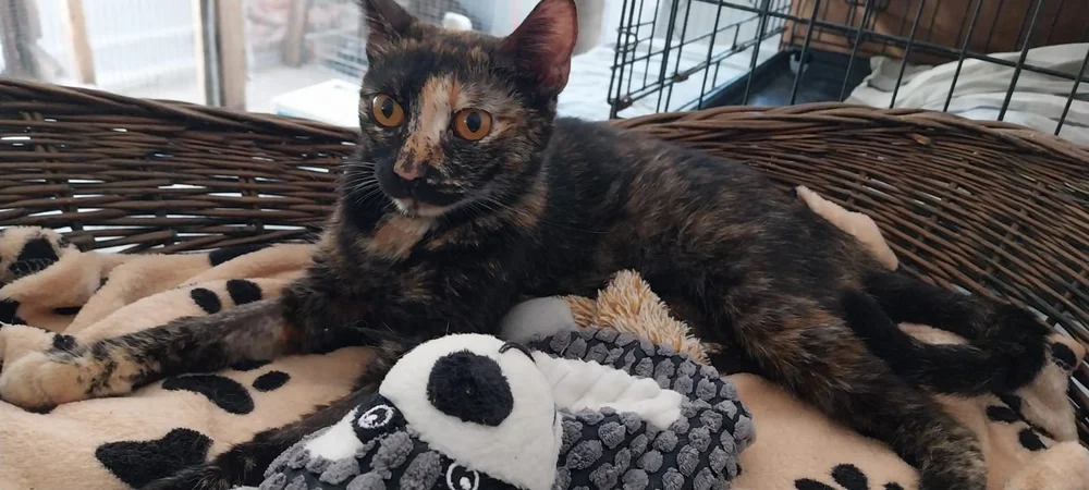 Leonarda, gentle tortoiseshell rescue cat from Corfu