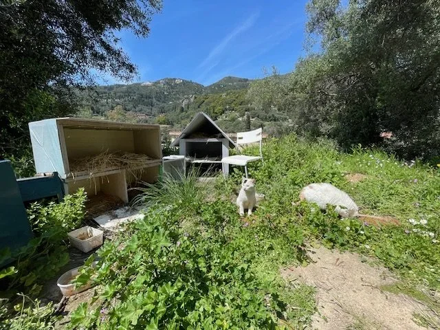 Simple shelter provided for stray cats in Corfu