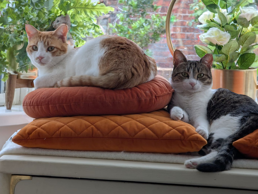 Ginny and Stratos, adopted Corfu rescue cats, together in the UK