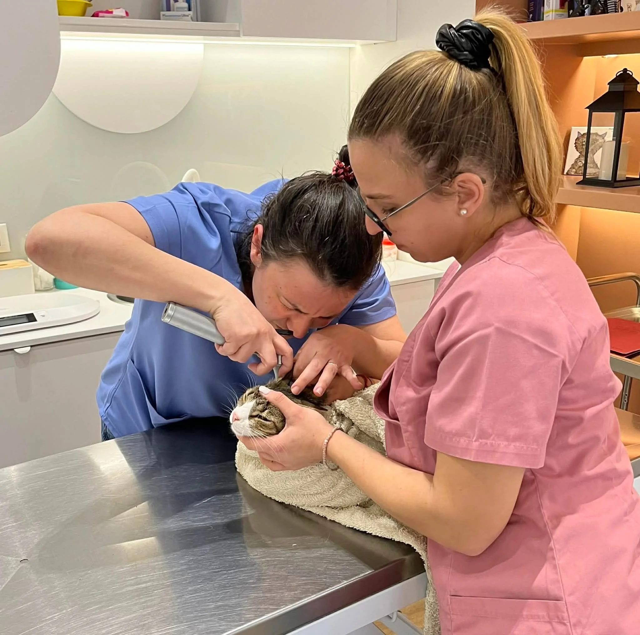 Stray cat receiving veterinary treatment at a clinic in Corfu