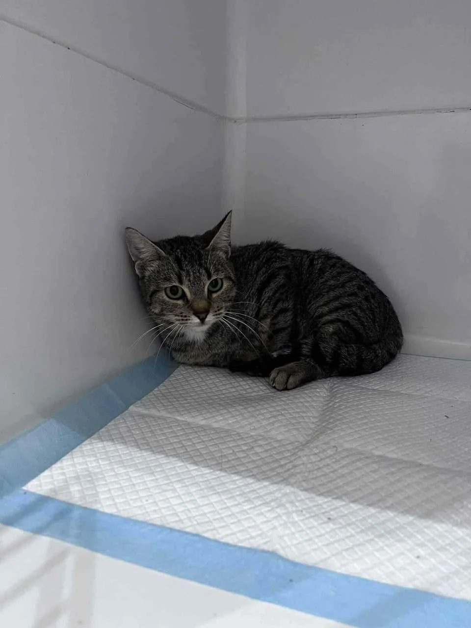 Paprika, a green-eyed tabby rescue cat from Corfu