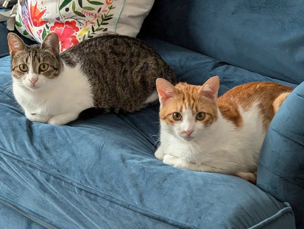 Ginny and Stratos settled into their UK home