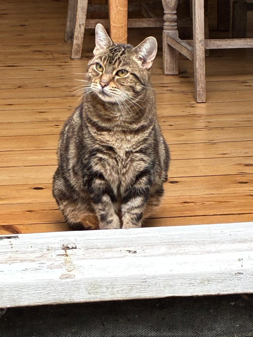 Leonard, the cat who stands in for our anonymous sponsor