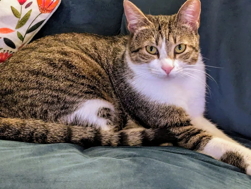 Stratos relaxing at home