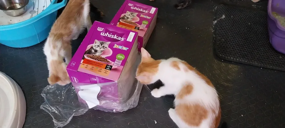 Donated kitten food arriving at the sanctuary