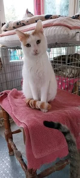 Amstel, our ginger-and-white boy