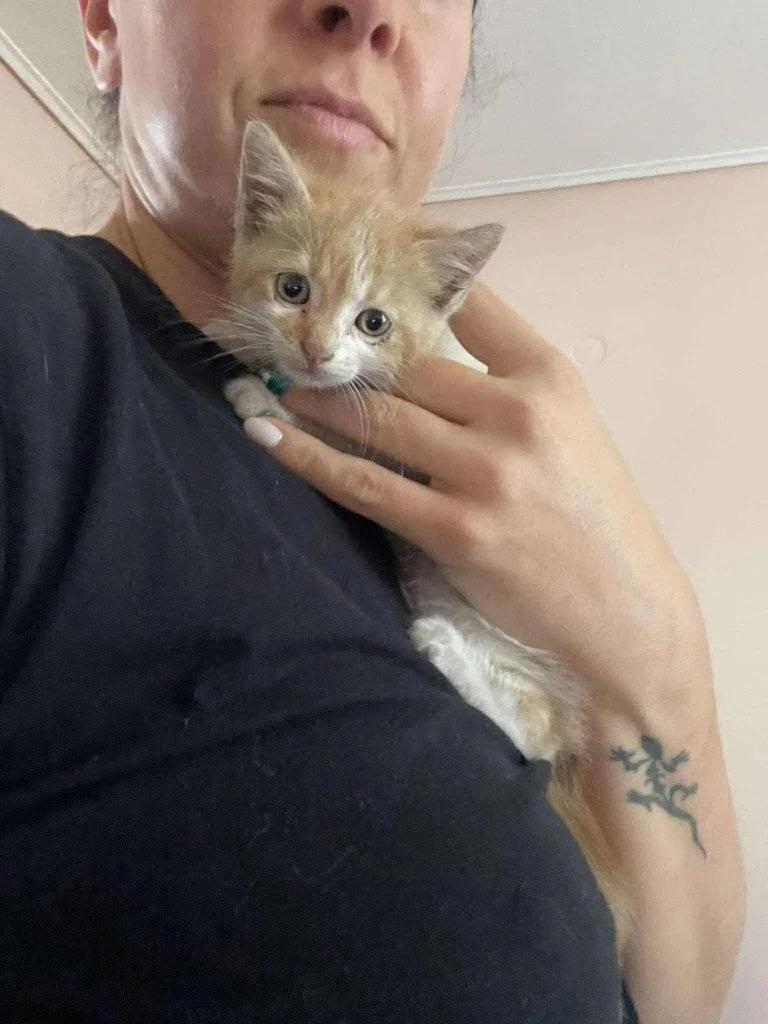 Kiri the rescued kitten in Corfu