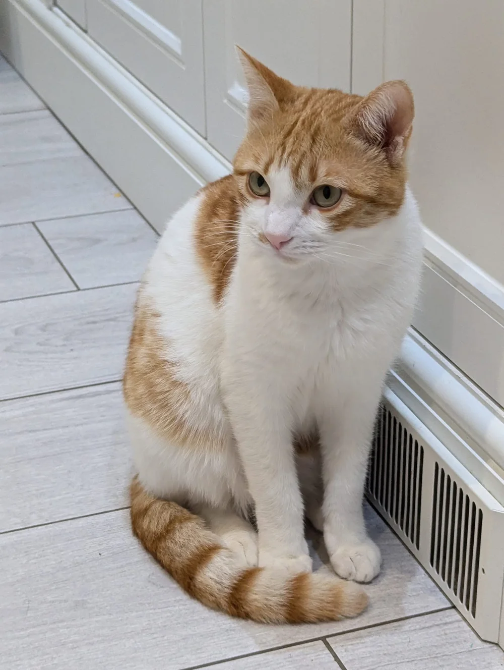 Ginny, adopted Corfu rescue cat, in her UK home