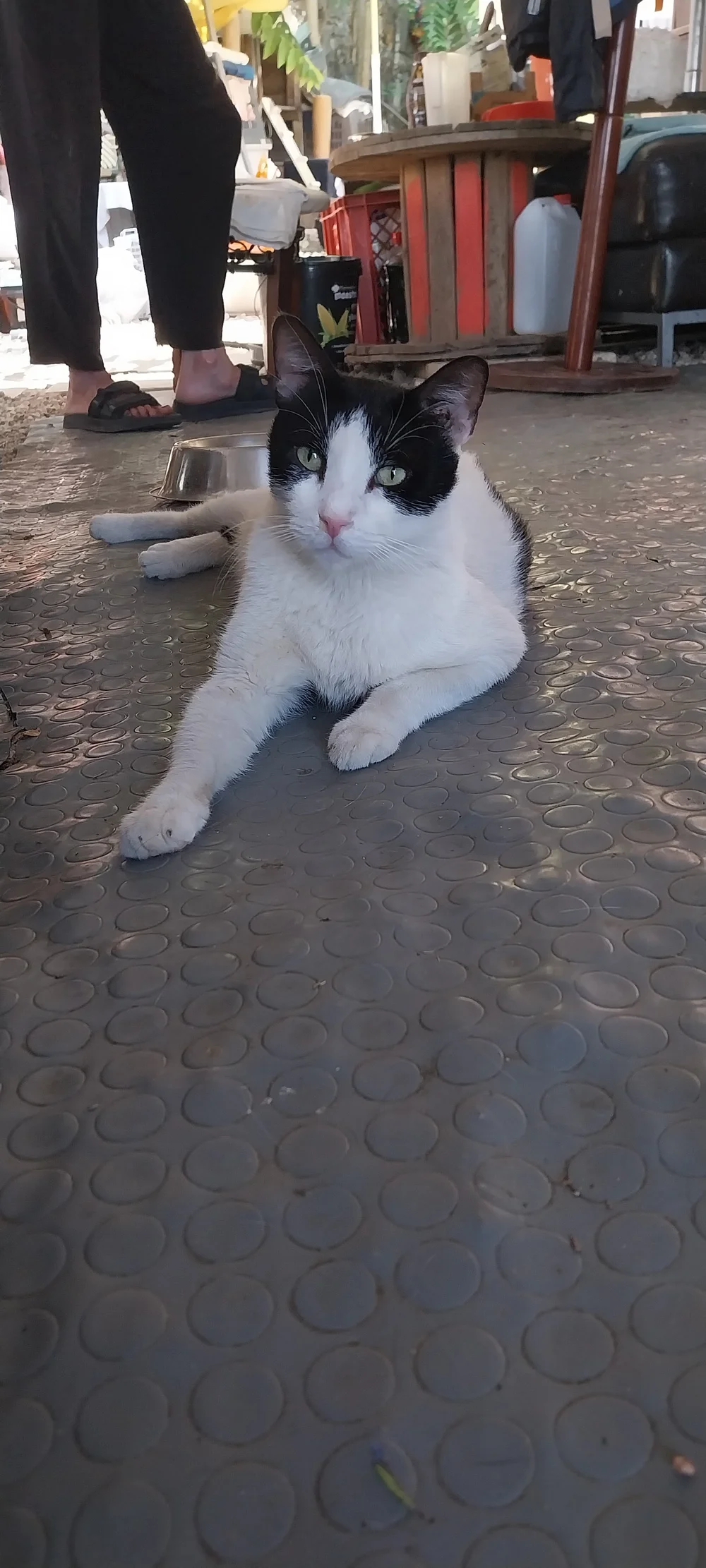 Apolonas the rescue cat looking for a home