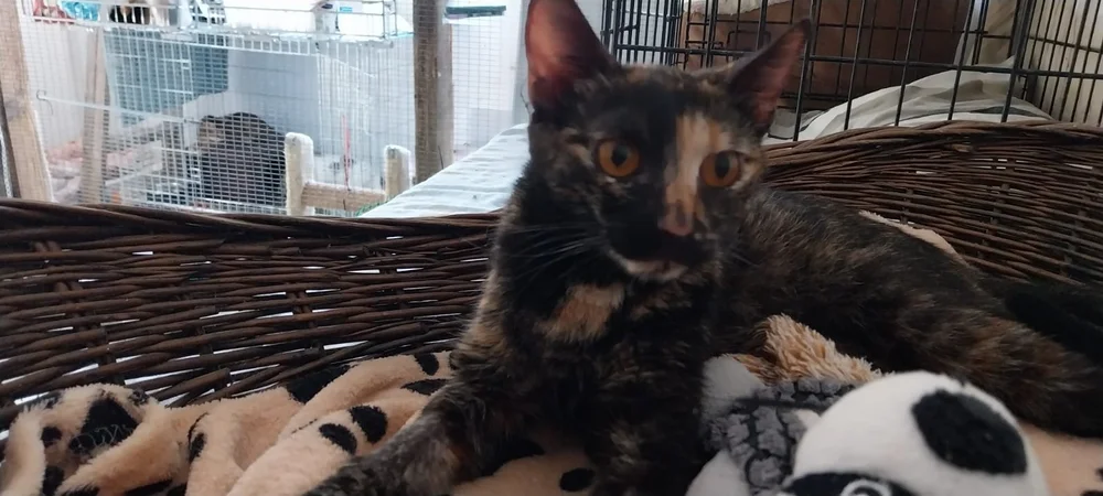 Leonarda, gentle tortoiseshell cat at Cemetery Cats Corfu
