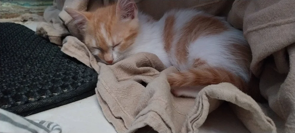 Kiri sleeping safely