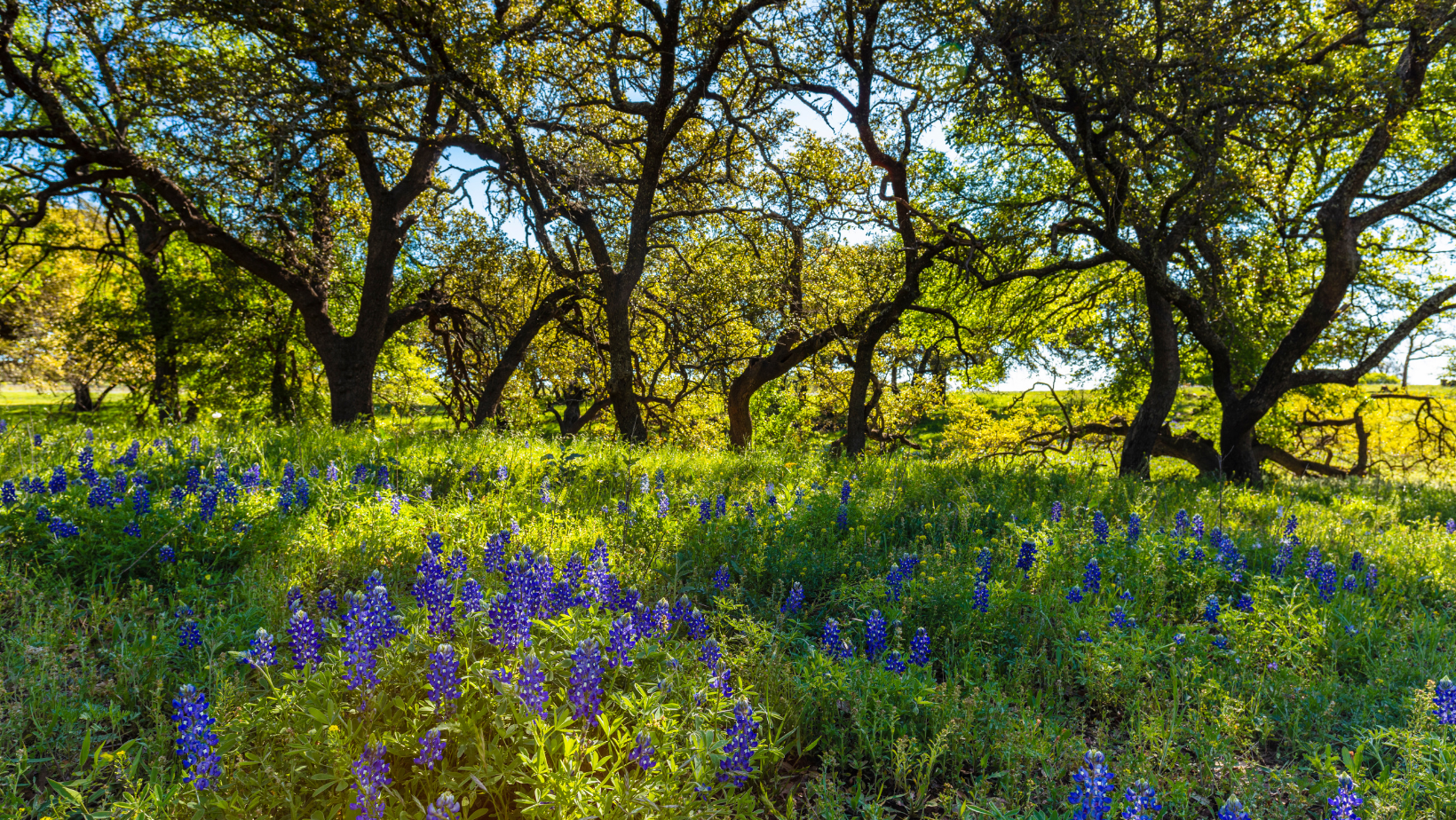 Couples medicine retreat for intimacy and reconnection in the Texas Hill Country