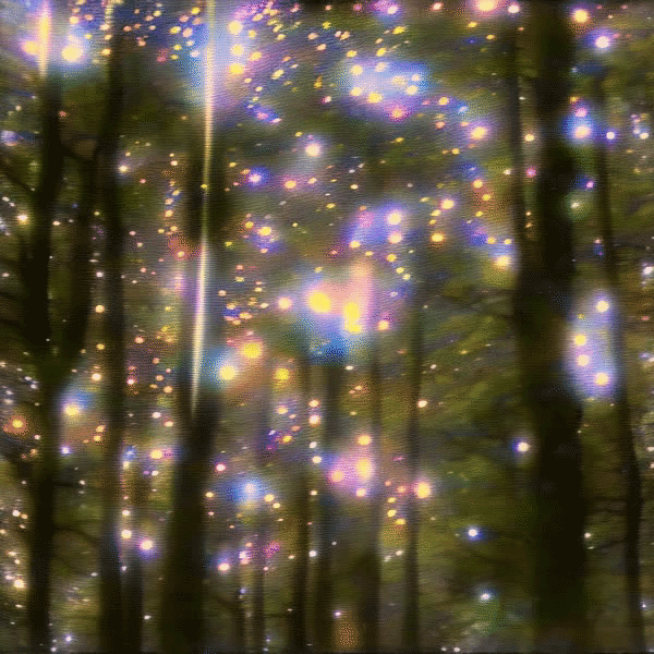 sparkling forest animation