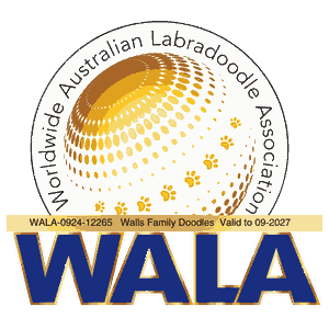 WALA member breeder badge for Walls Family Doodles, valid to September 2027