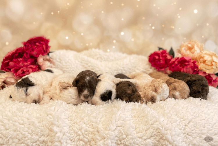 A litter of Australian Labradoodle puppies raised by Walls Family Doodles in Anderson, Indiana