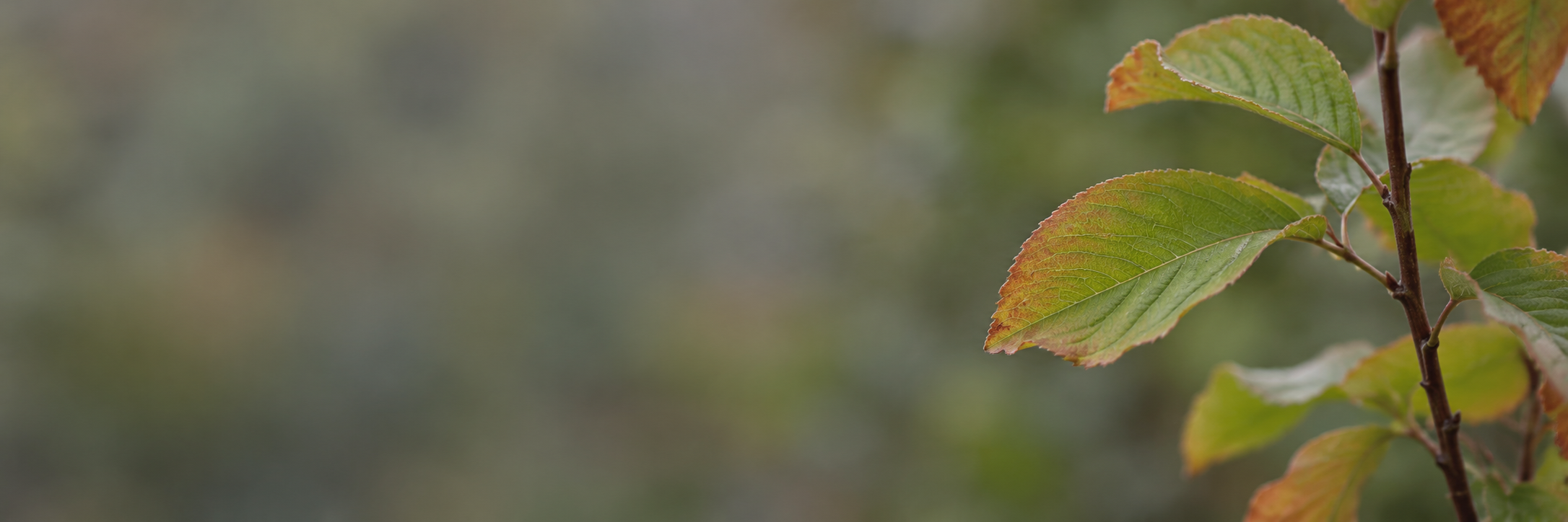 A leafy branch with warm autumn edges in soft natural light
