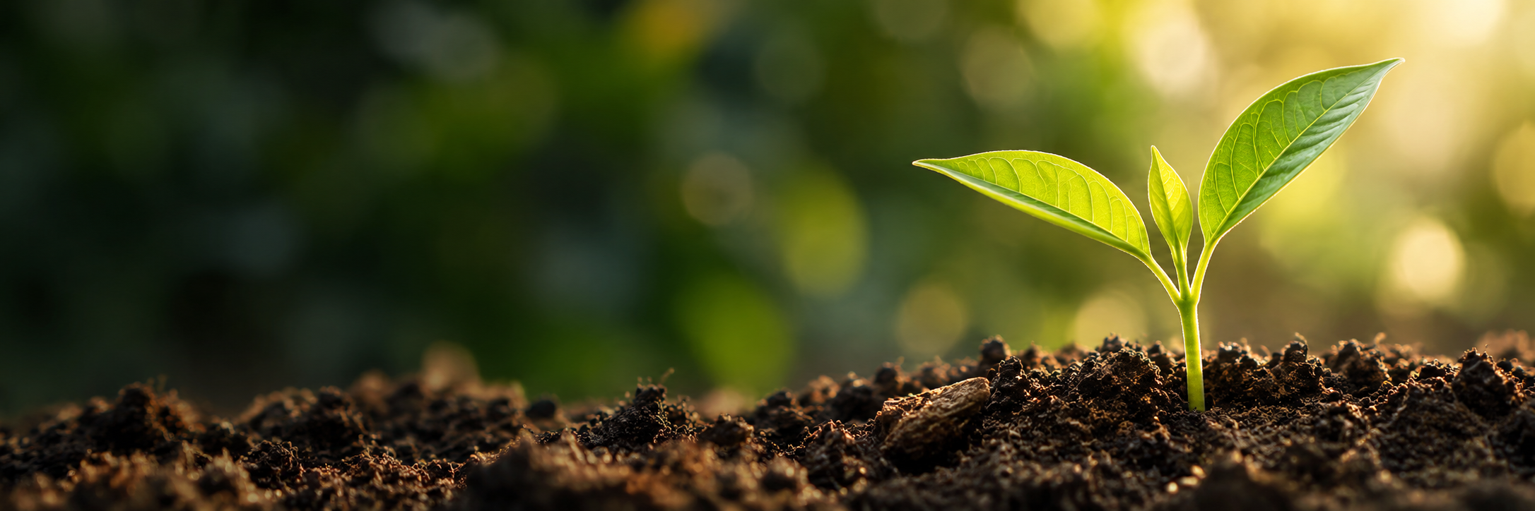 A young green seedling growing from rich soil in warm light.