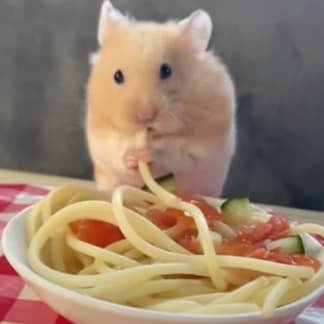 Hamster spaghetti dinner