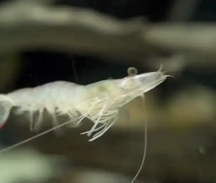 Cute shrimp swimming