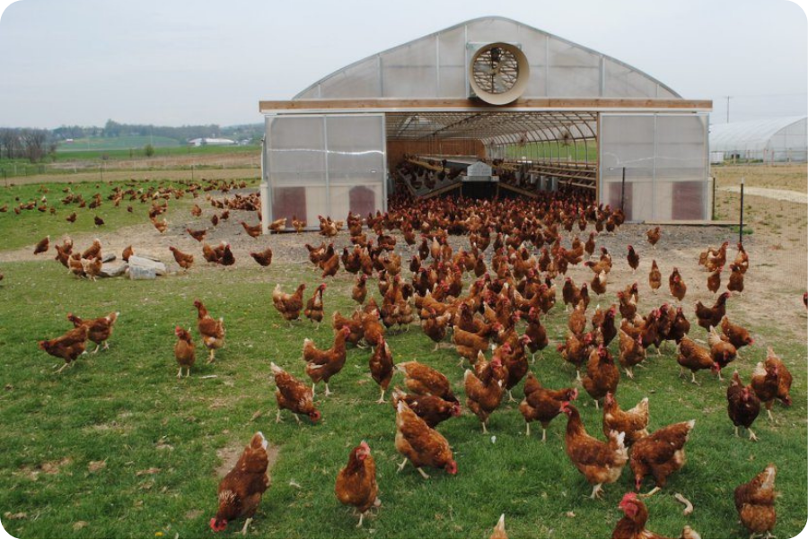 Pasture-raised hens