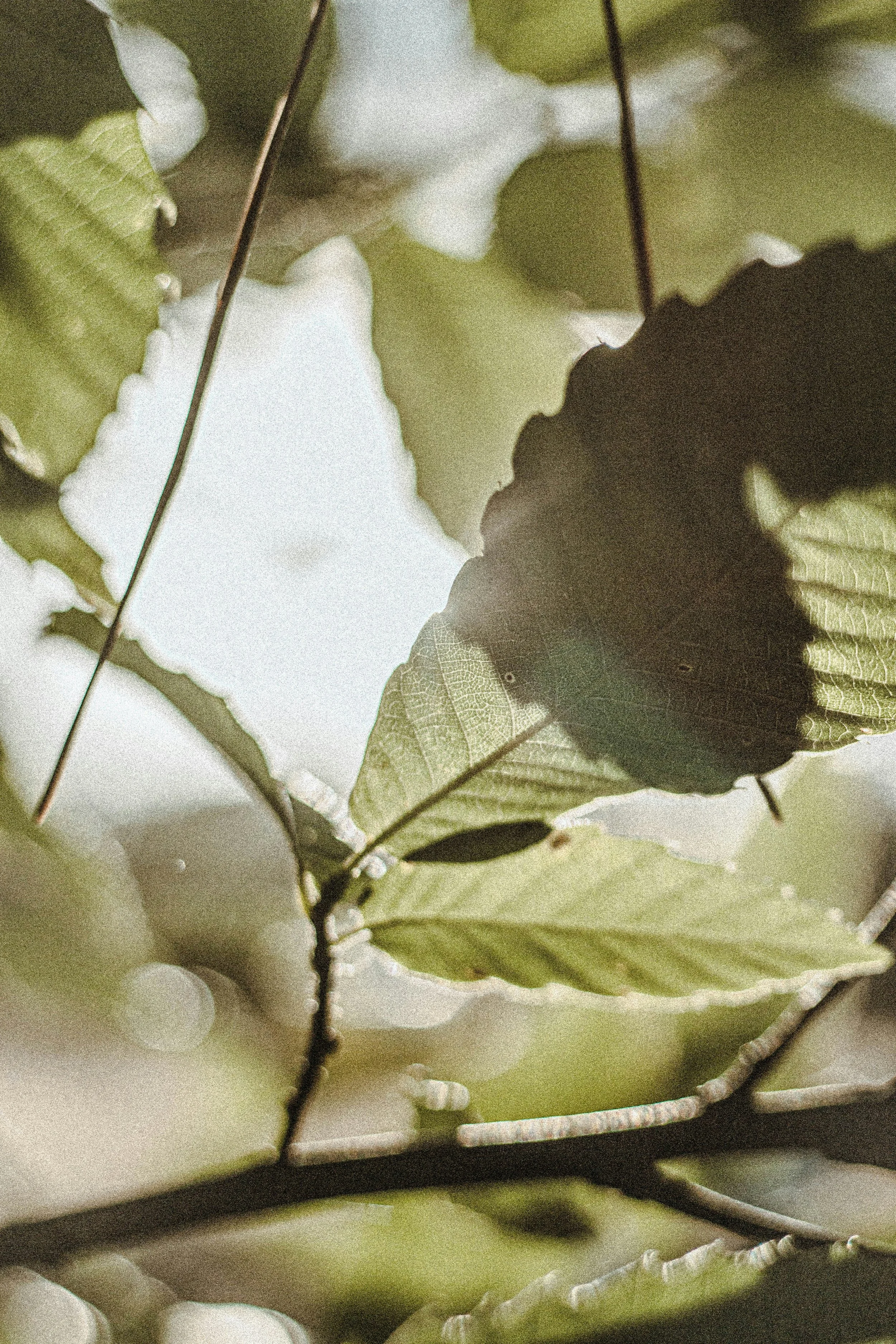 Trauma
