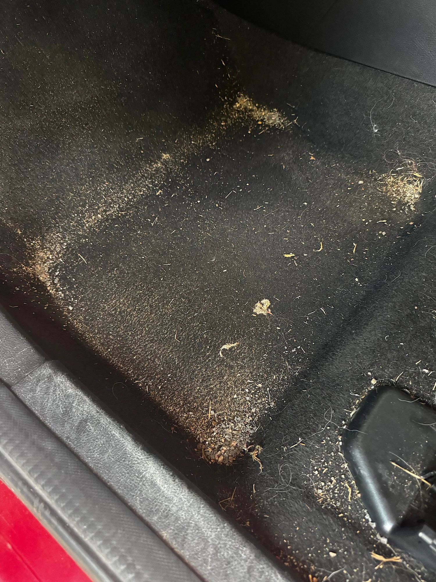 Front passenger floor carpet before detailing with pet hair dirt and debris in Ford Focus