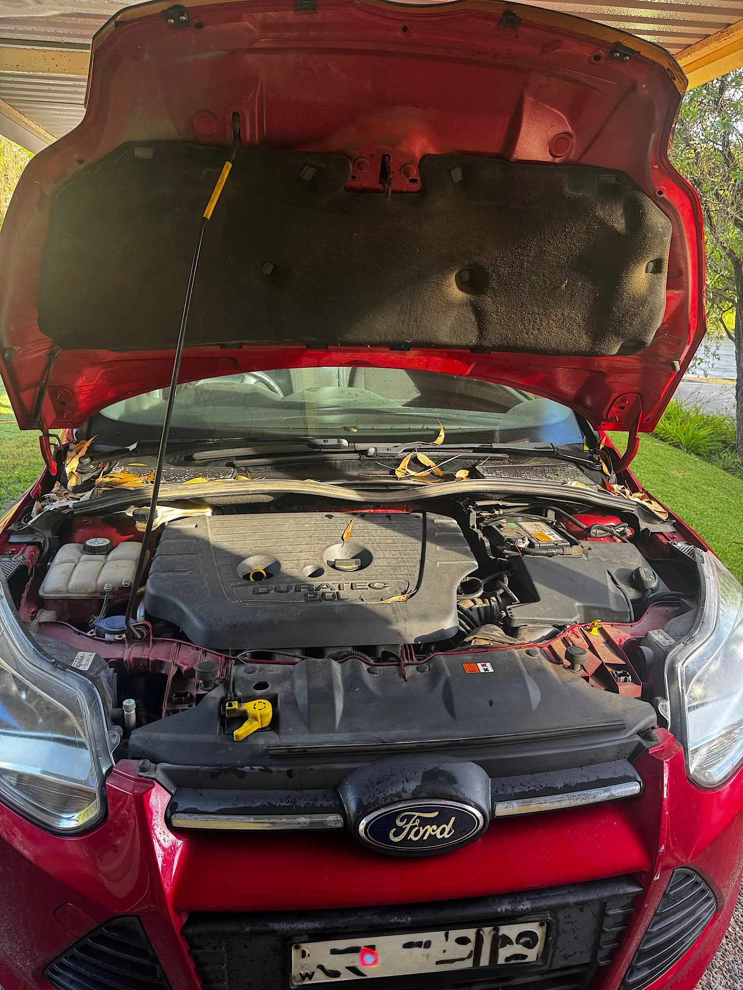 Ford Focus engine bay before detailing with dust and leaves present