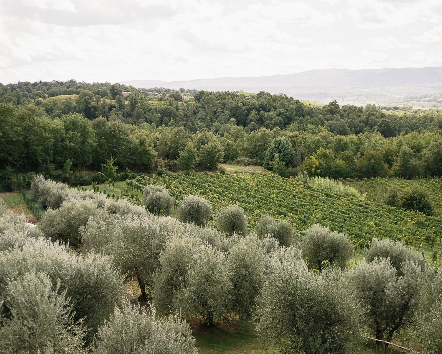 Olive groves in the Umbrian countryside