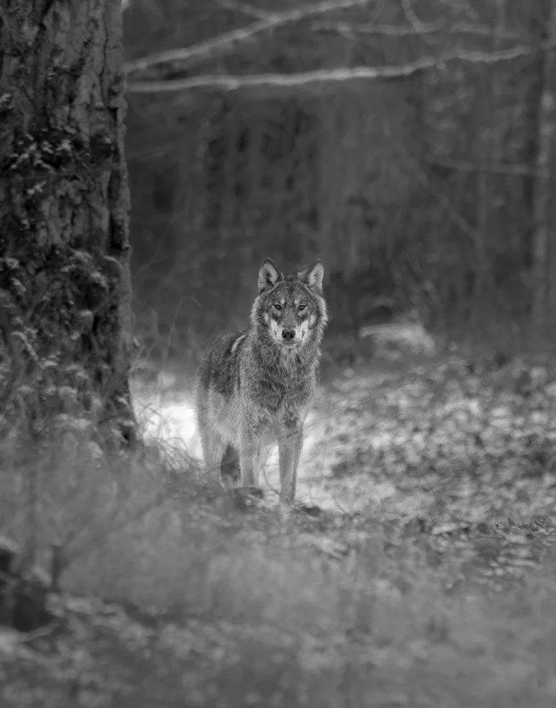 Parco Nazionale Bialowieza