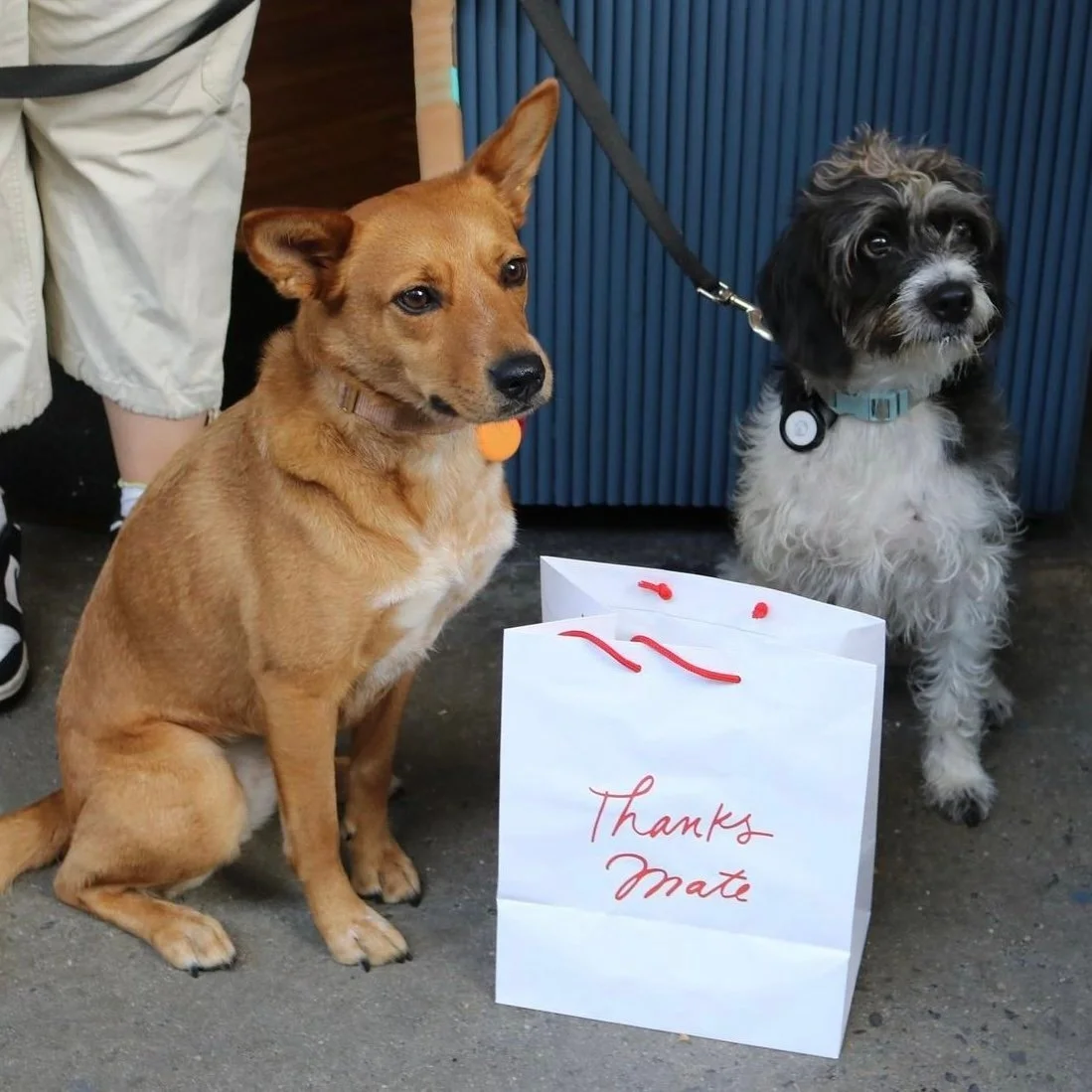 Social Tees dogs at the restaurant