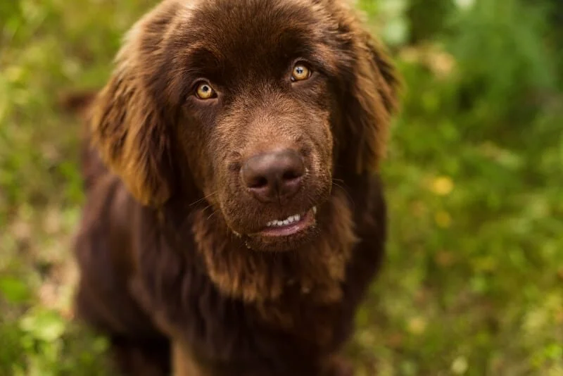 Mordicus services animaux