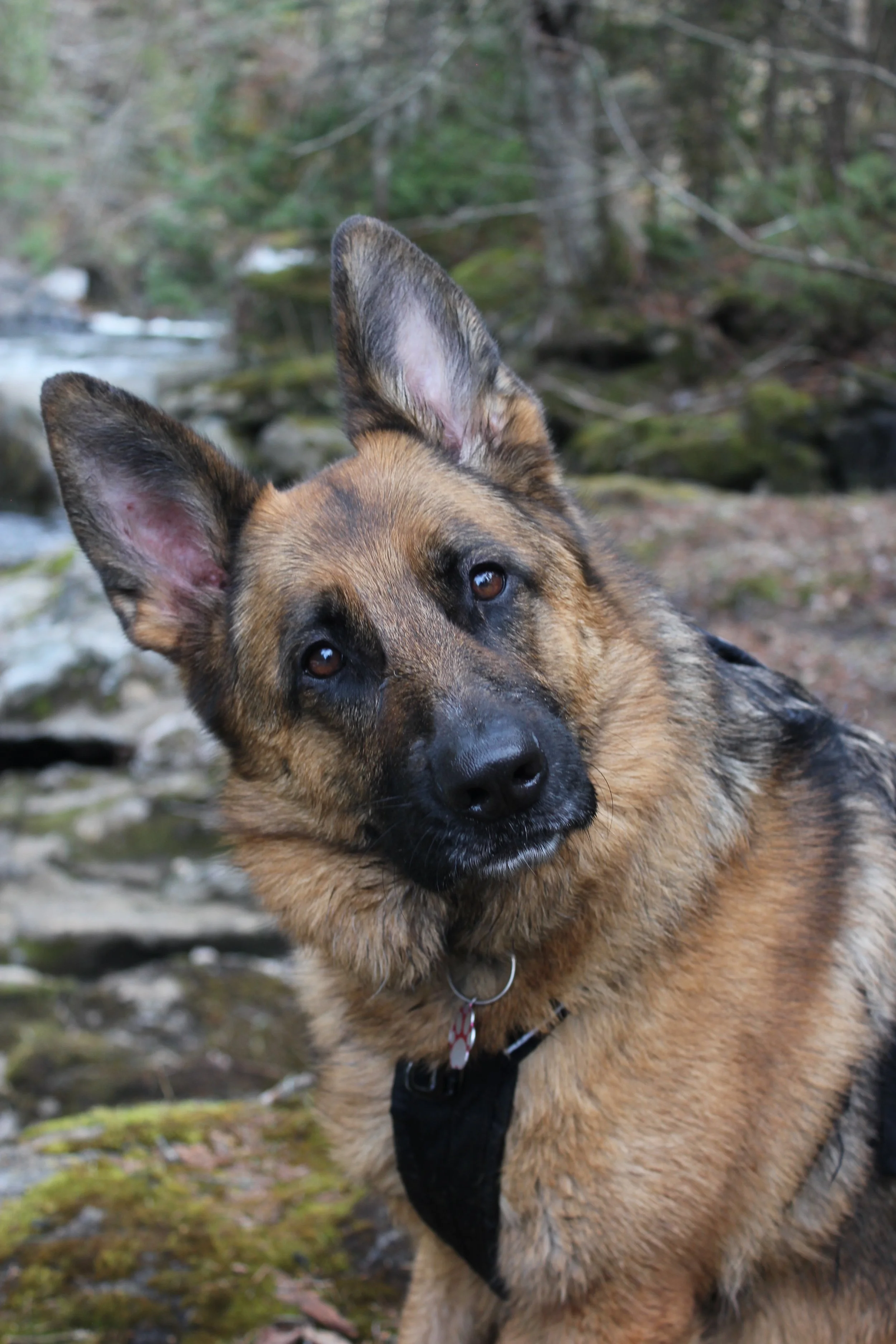 Mordicus - moment avec un chien