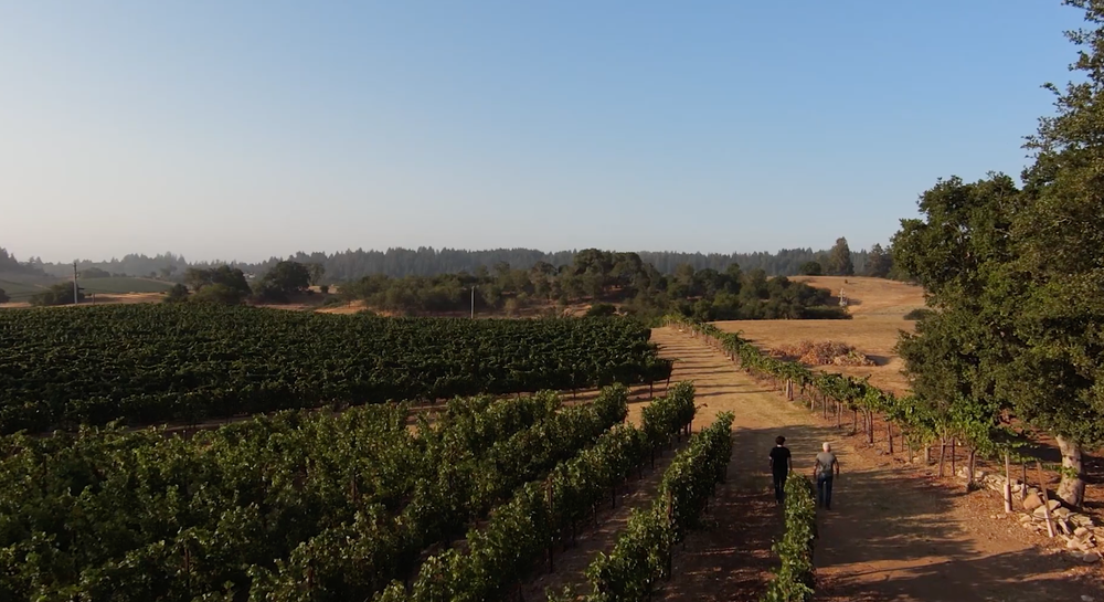 Drone aerial of a vineyard at golden hour