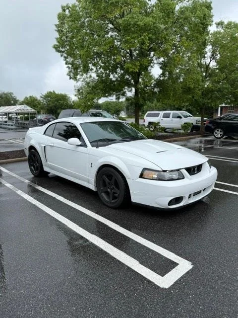 A white Mustang Cobra Terminator in a parking area after rain