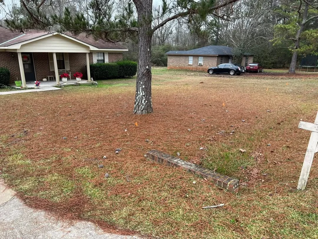 Front yard covered in pine needles before cleanup