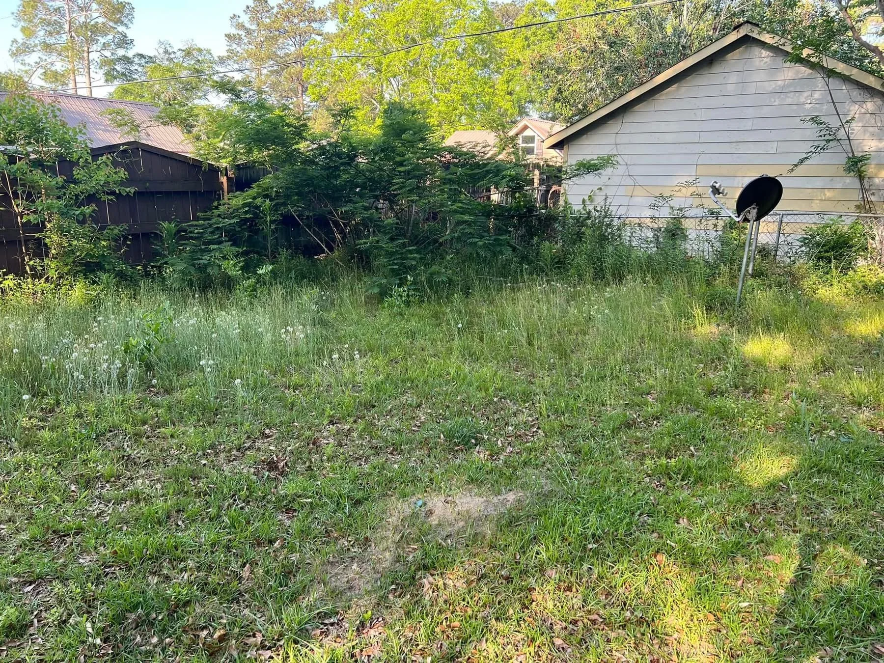 Overgrown backyard with tall grass before mowing