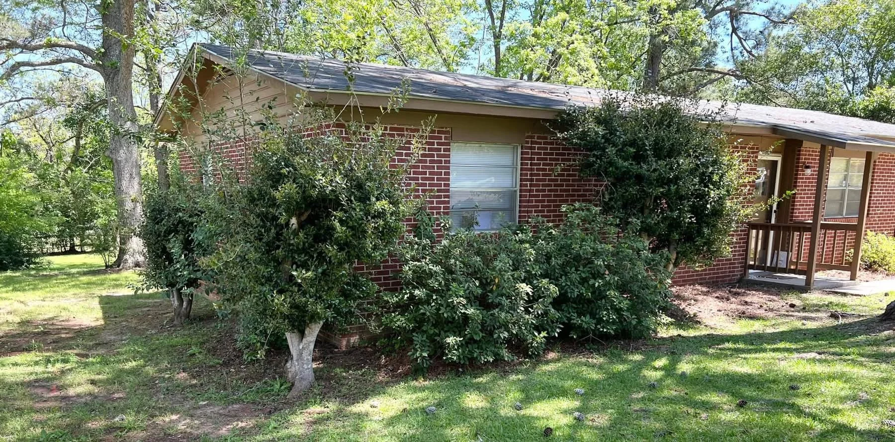 Overgrown shrubs against a brick house before trimming