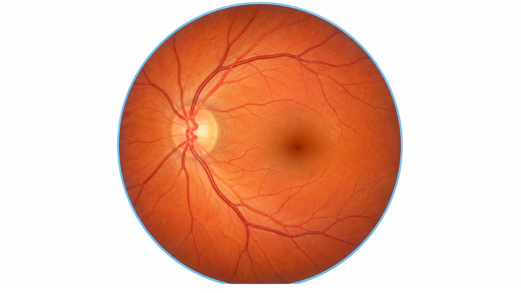 Educational retinal illustration