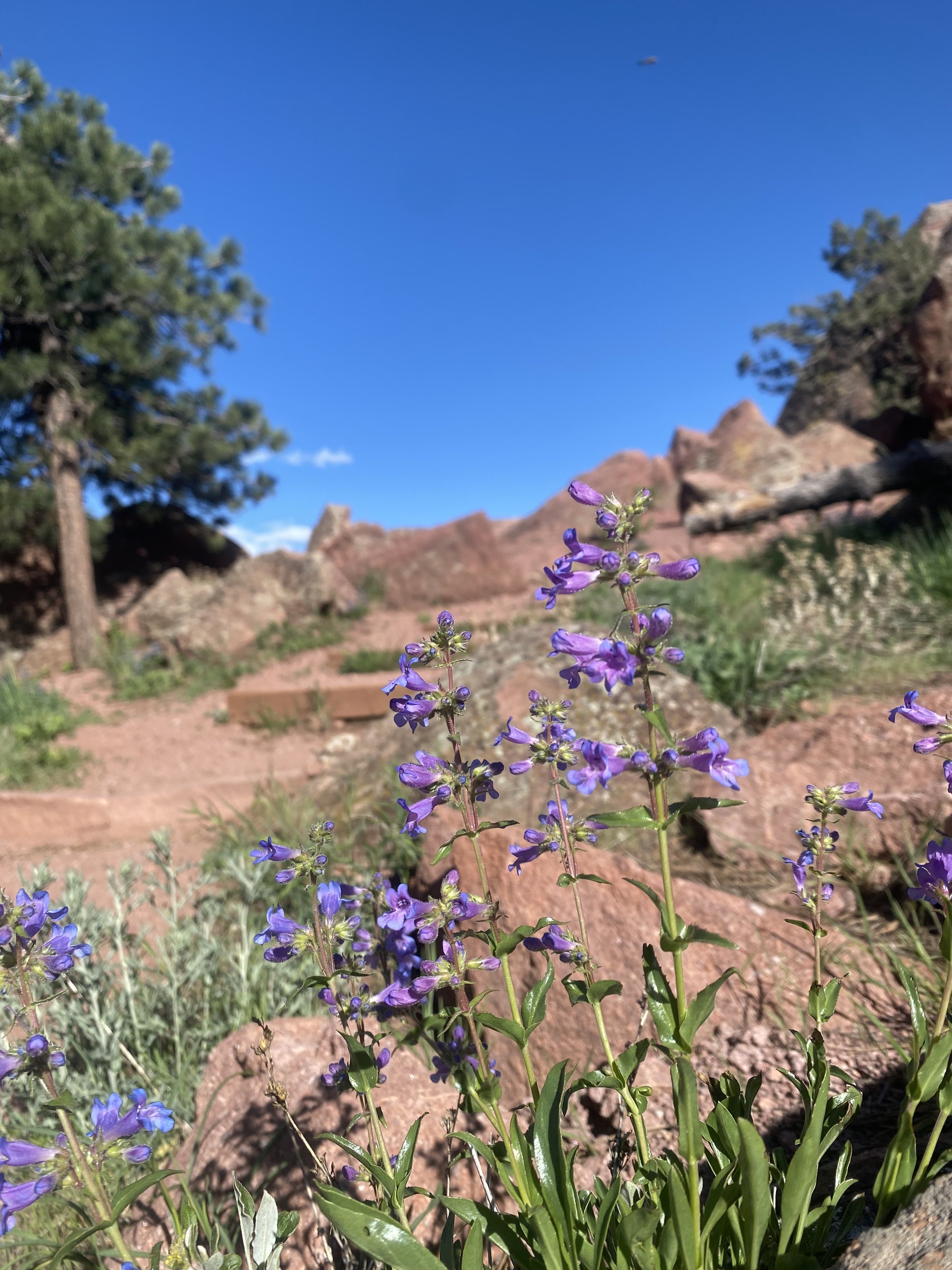 Wildflowers and sandstone along a Flagstaff Mountain approach trail