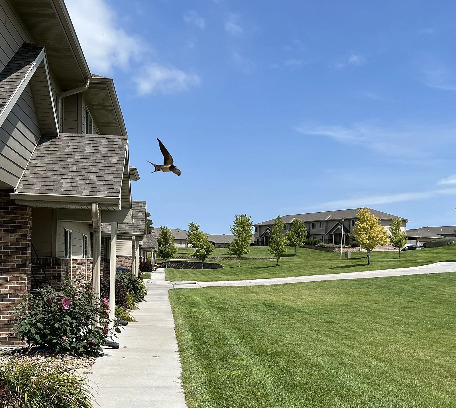 A row of Fountain Hills townhomes on 10th Avenue
